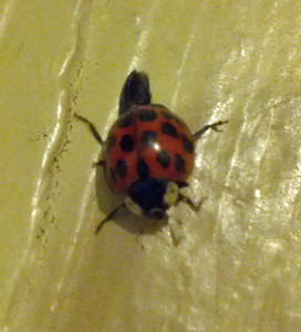 ladybug