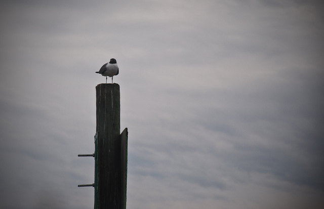 Bird at Sea