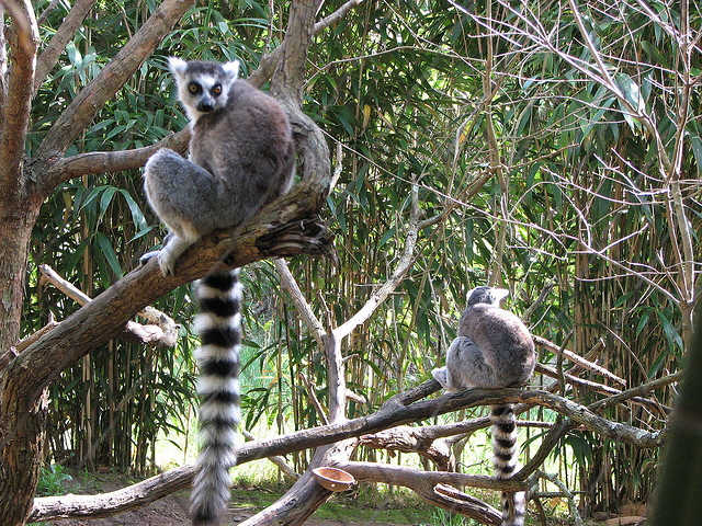 A Lemur and His Stripes