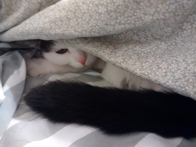 Snuggle Cat
