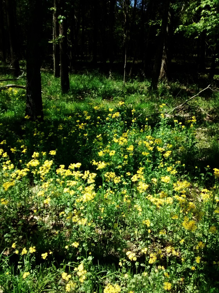 Wildflowers