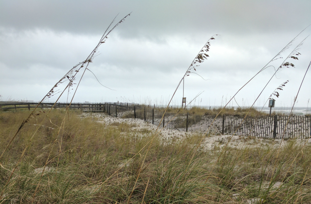 Sea oats on the beach