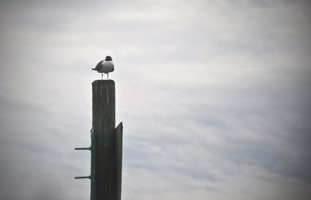A bird sits on a pole