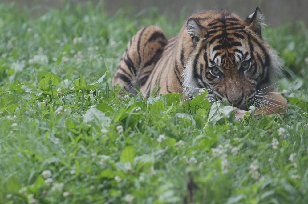 A Sumatran tiger in the grass